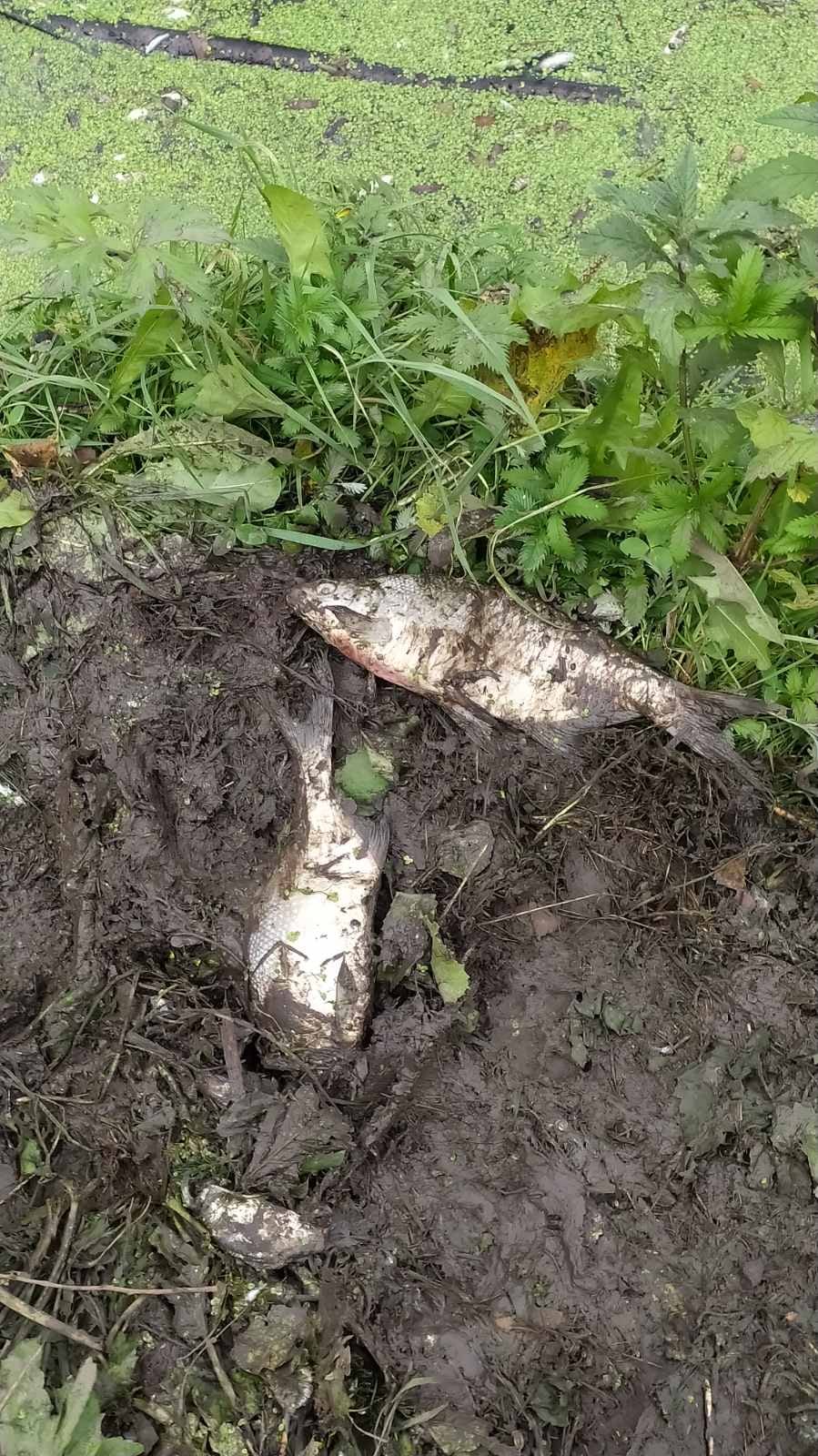 У Хмельницькій області у річці масово гине риба: масляні плями та запах аміаку (фото)